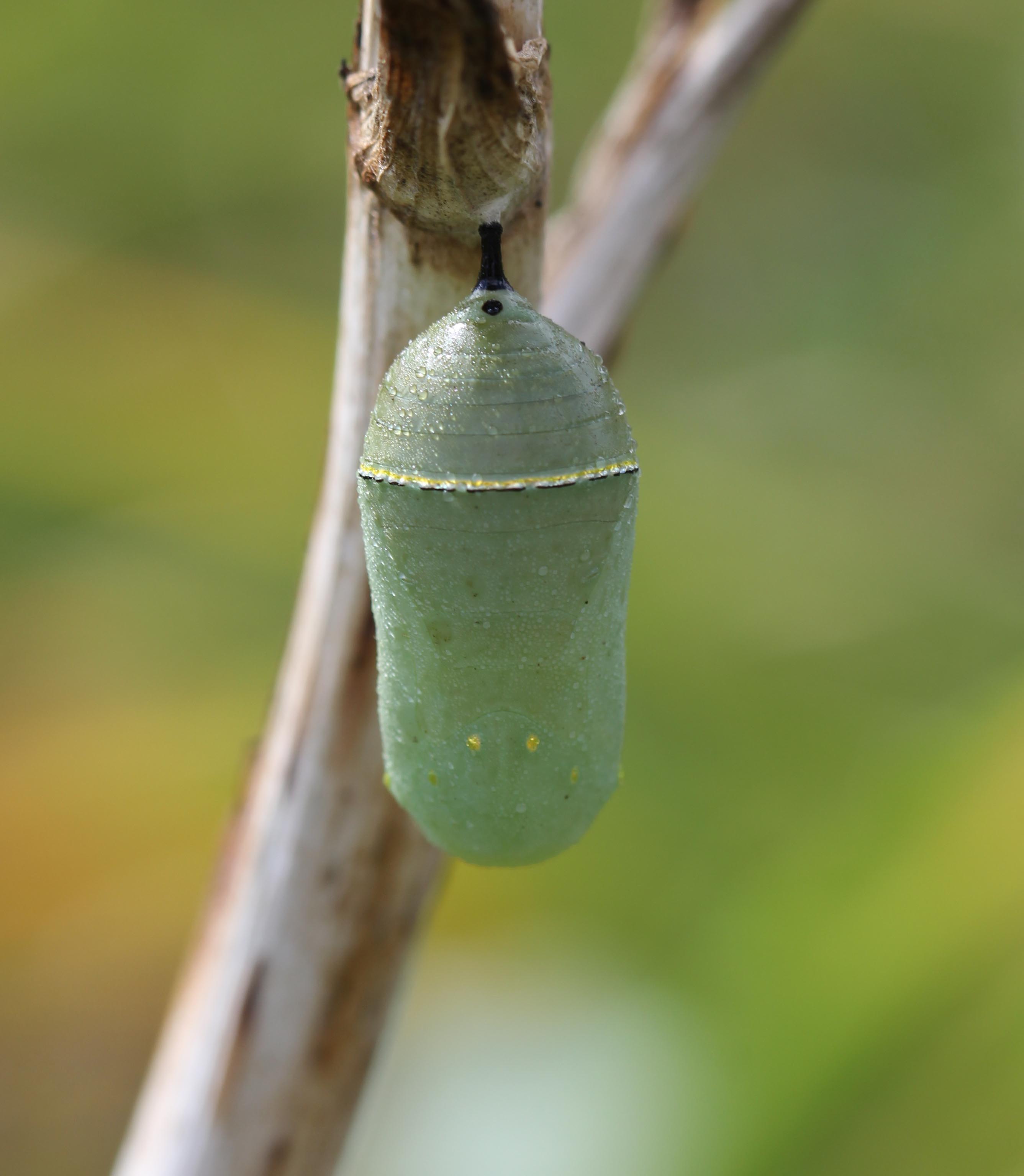 Chrysalis of Monarch Butterfly